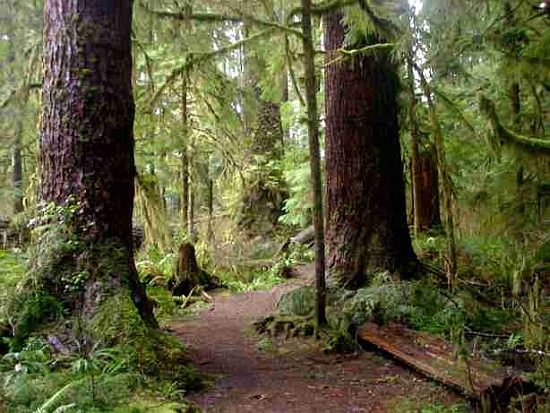 share a ride old growth forest